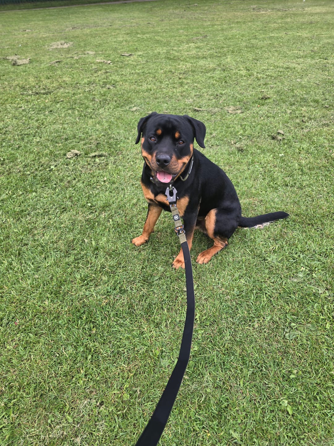 Customer photo review of 5cm Combat® Collar | With Handle & Secure Clip - Khaki