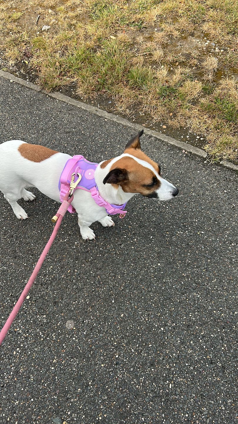 Customer photo review of Trail & Glow Dog Harness - COLOUR DROPS® - Love that for you