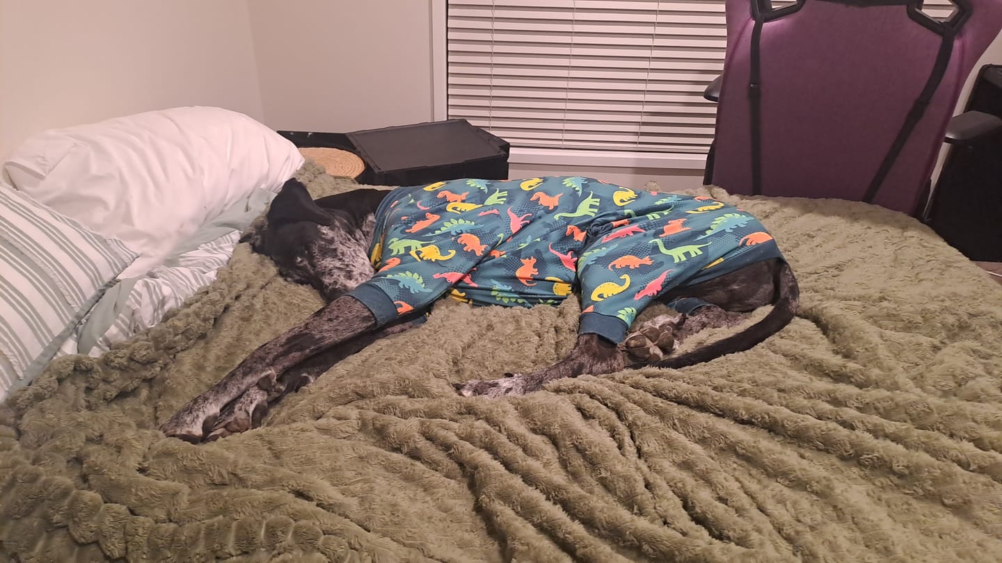 Customer photo review of Dog Pajama - Dinosaurs
