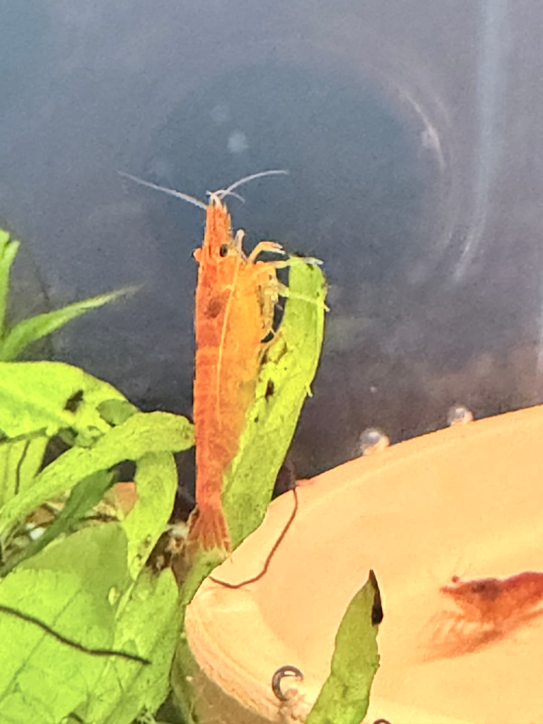 Customer photo review of Orange Sunkist Shrimp