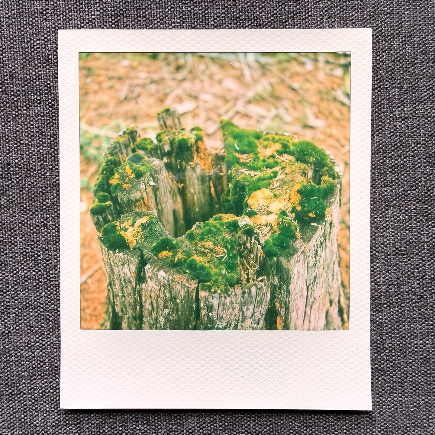 Customer photo review of Polaroid SX-70 Original Chrome Instant Camera