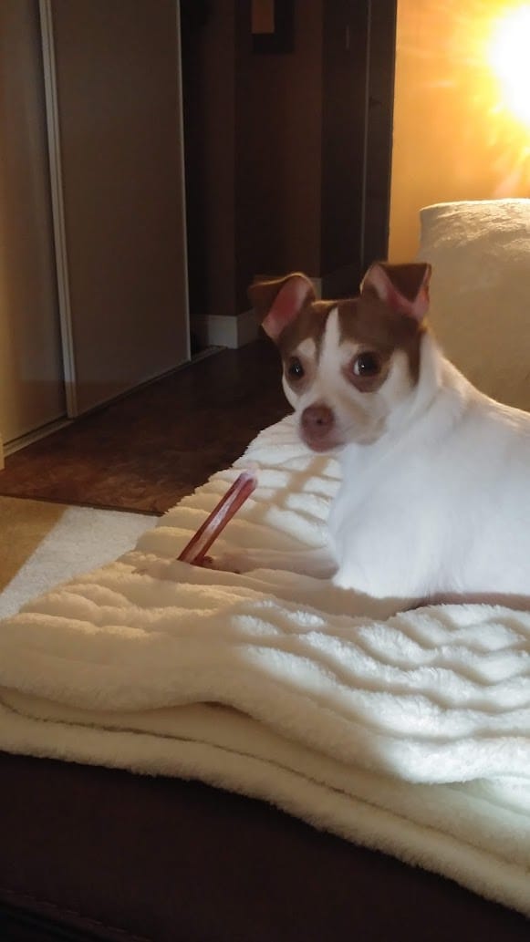 Customer photo review of 6 Inch Standard Bully Stick