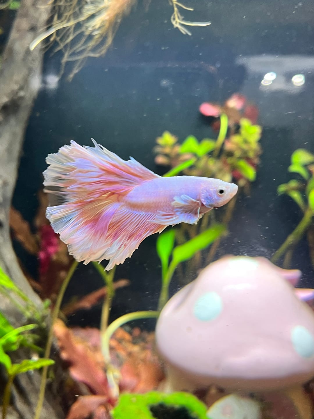Customer photo review of Pink Halfmoon Male Betta Fish | You Pick Fish | Order Directly From Farm