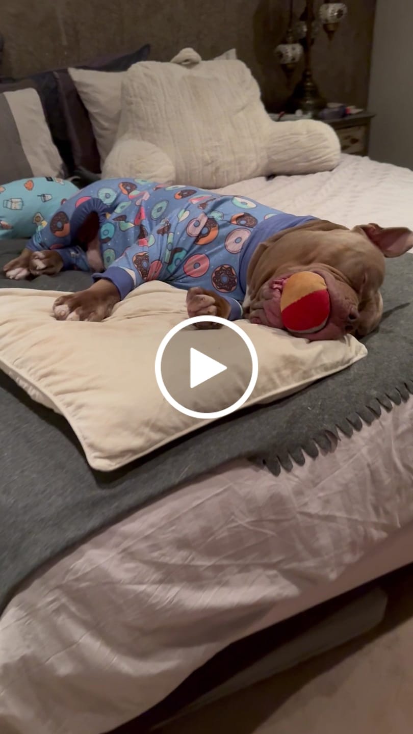 Customer video review of Dog Pajama - Donuts