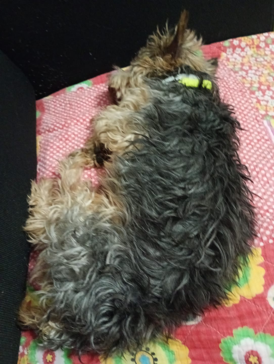 Customer photo review of Shampoing Sans Rinçage - Apaisant pour chien 🏔️