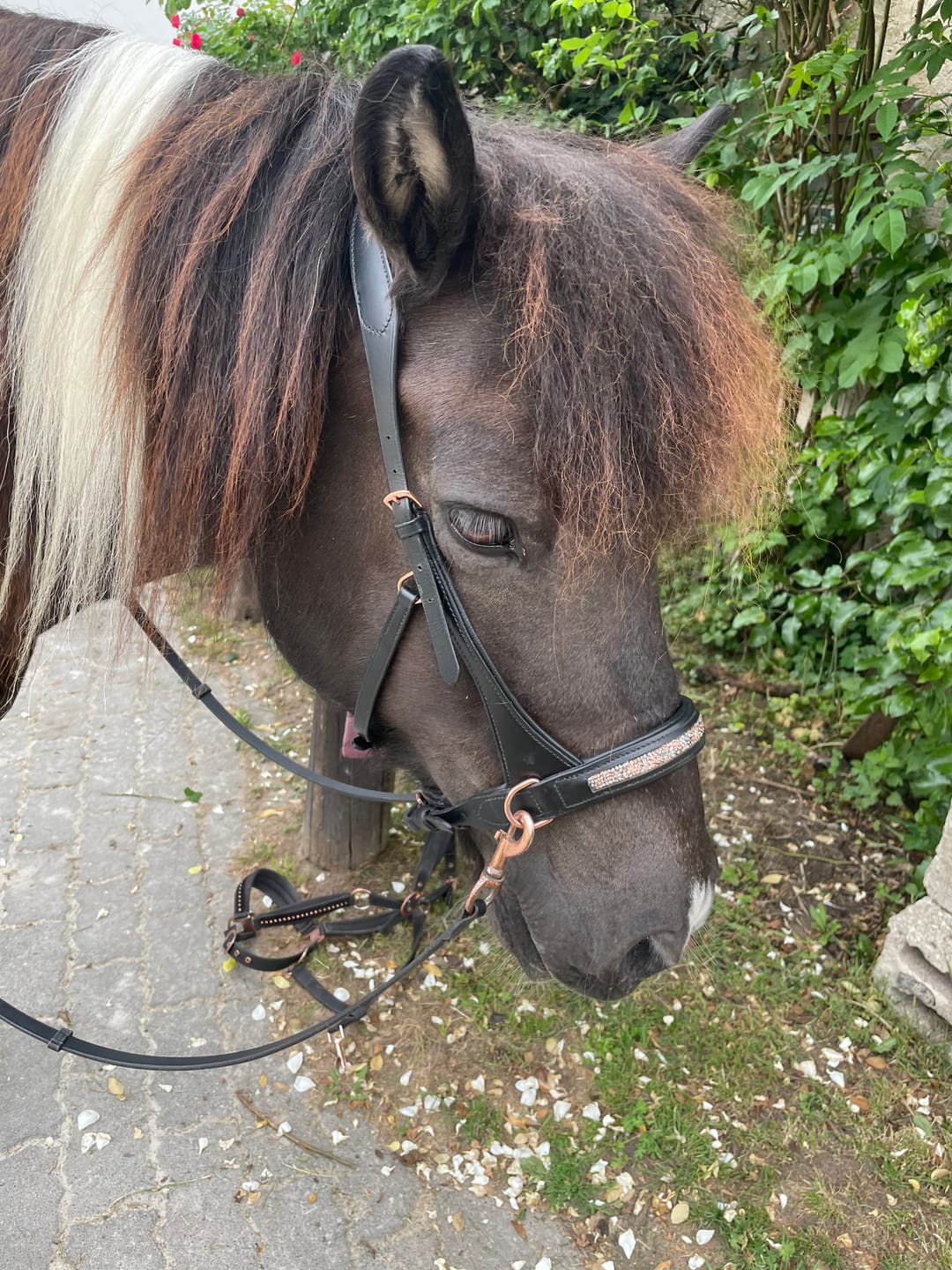 Customer photo review of Epona Gebissloser Zaum roségold