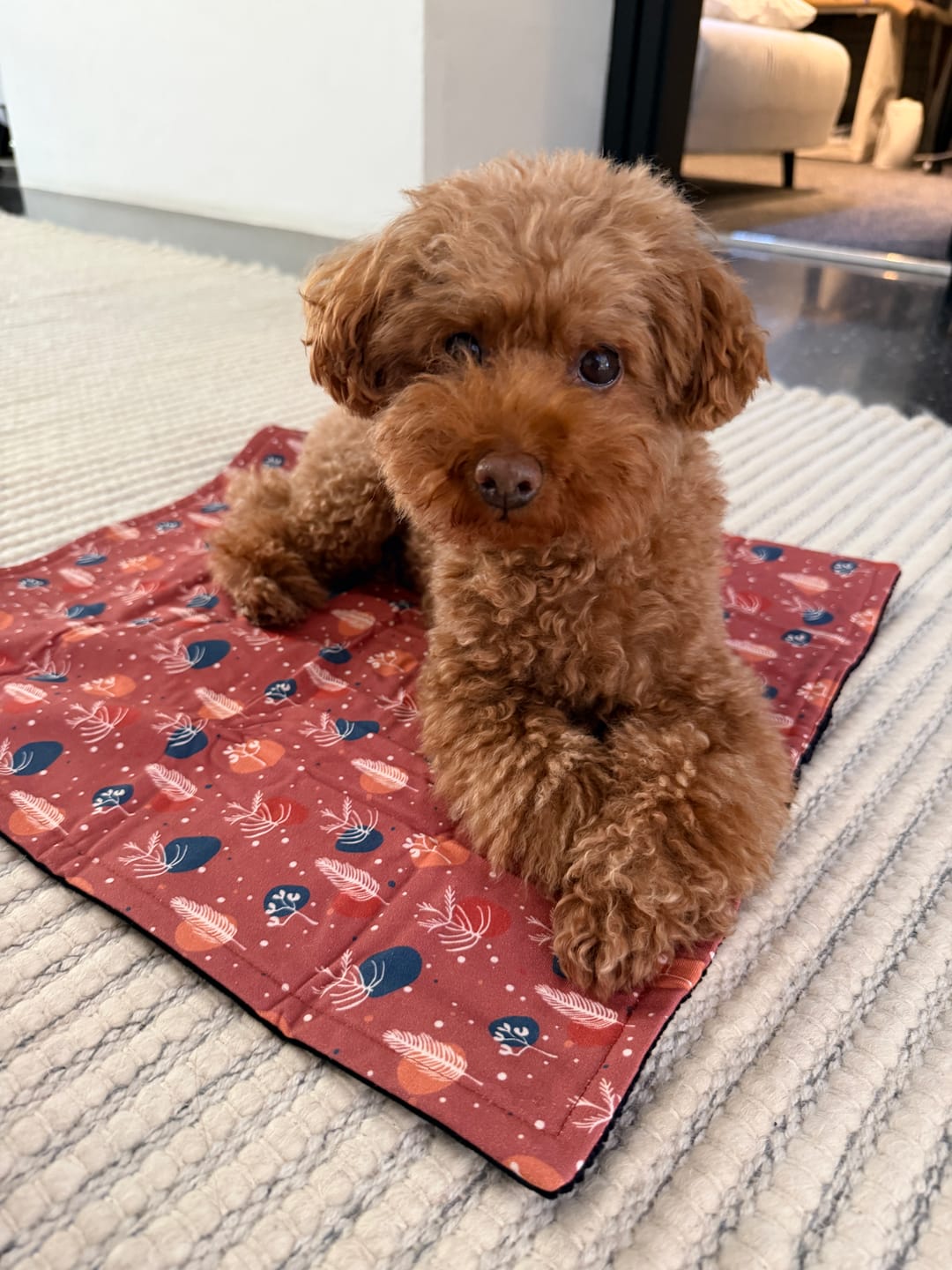 Customer photo review of Bugsy's Air-Dried Beef