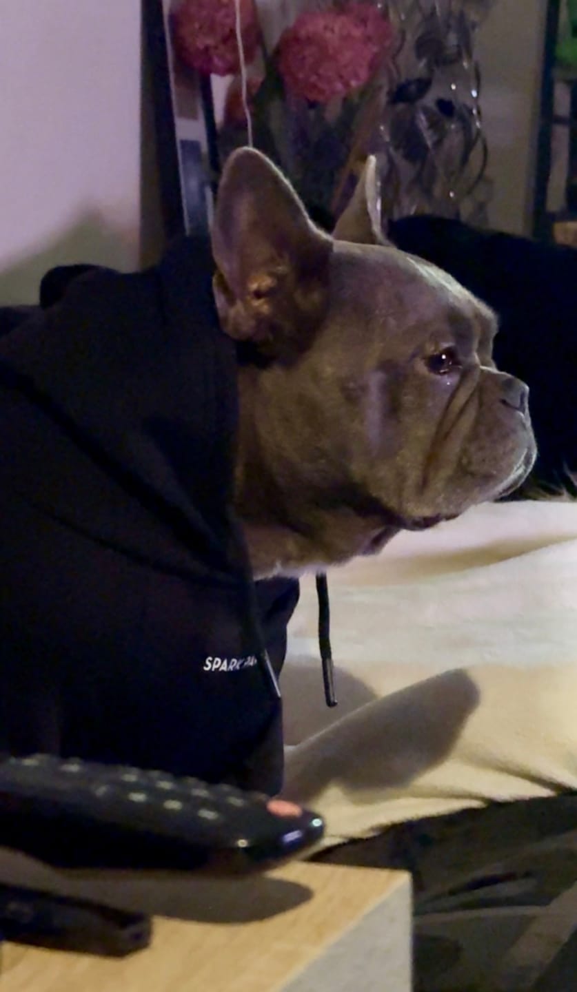 Customer photo review of Essential Dog Hoodie - Black