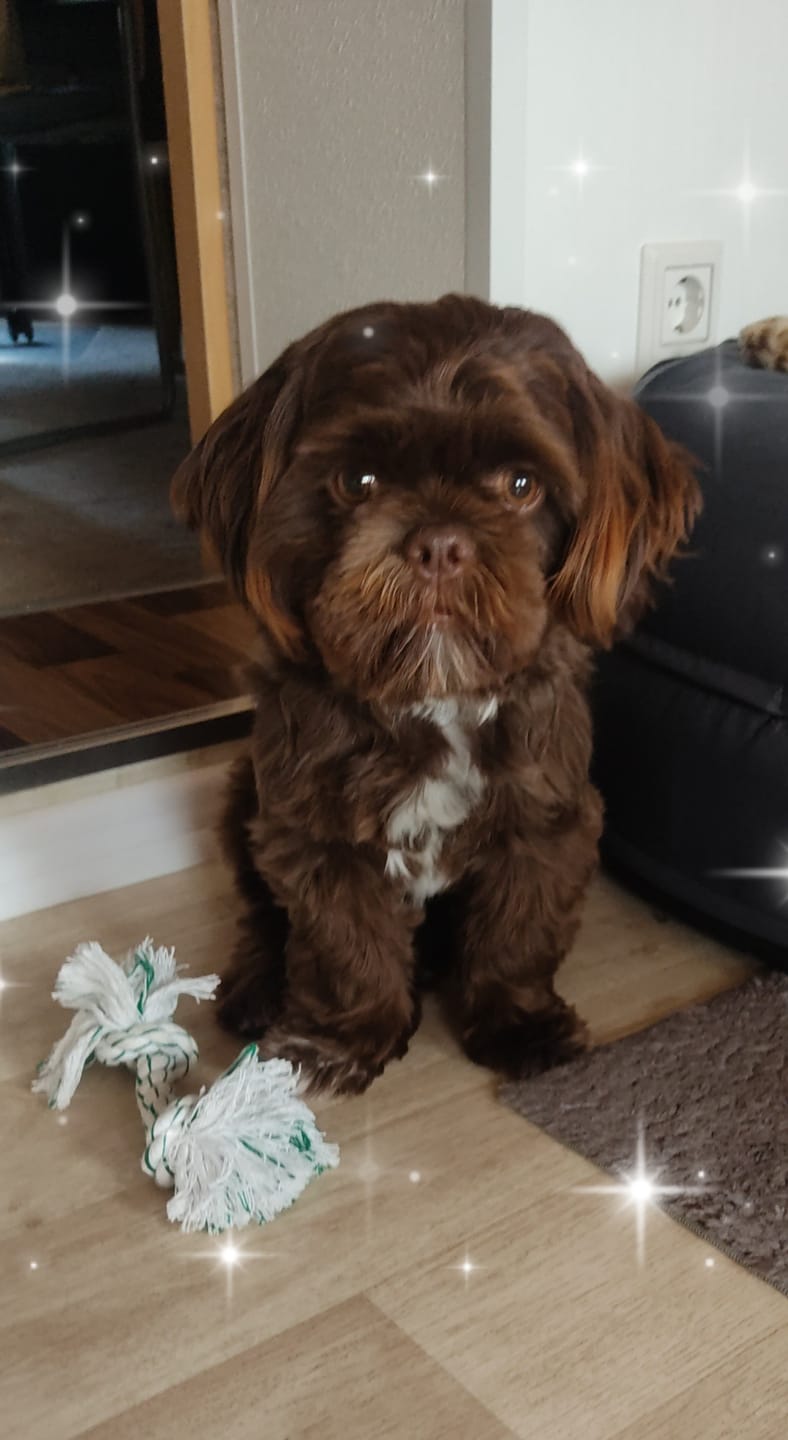 Customer photo review of 10% CBD Tropfen für Hunde