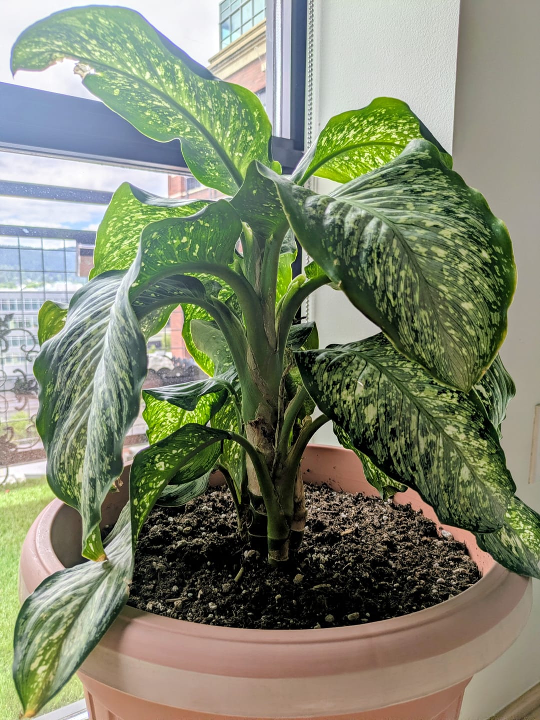 Customer photo review of Houseplant Pest Spray