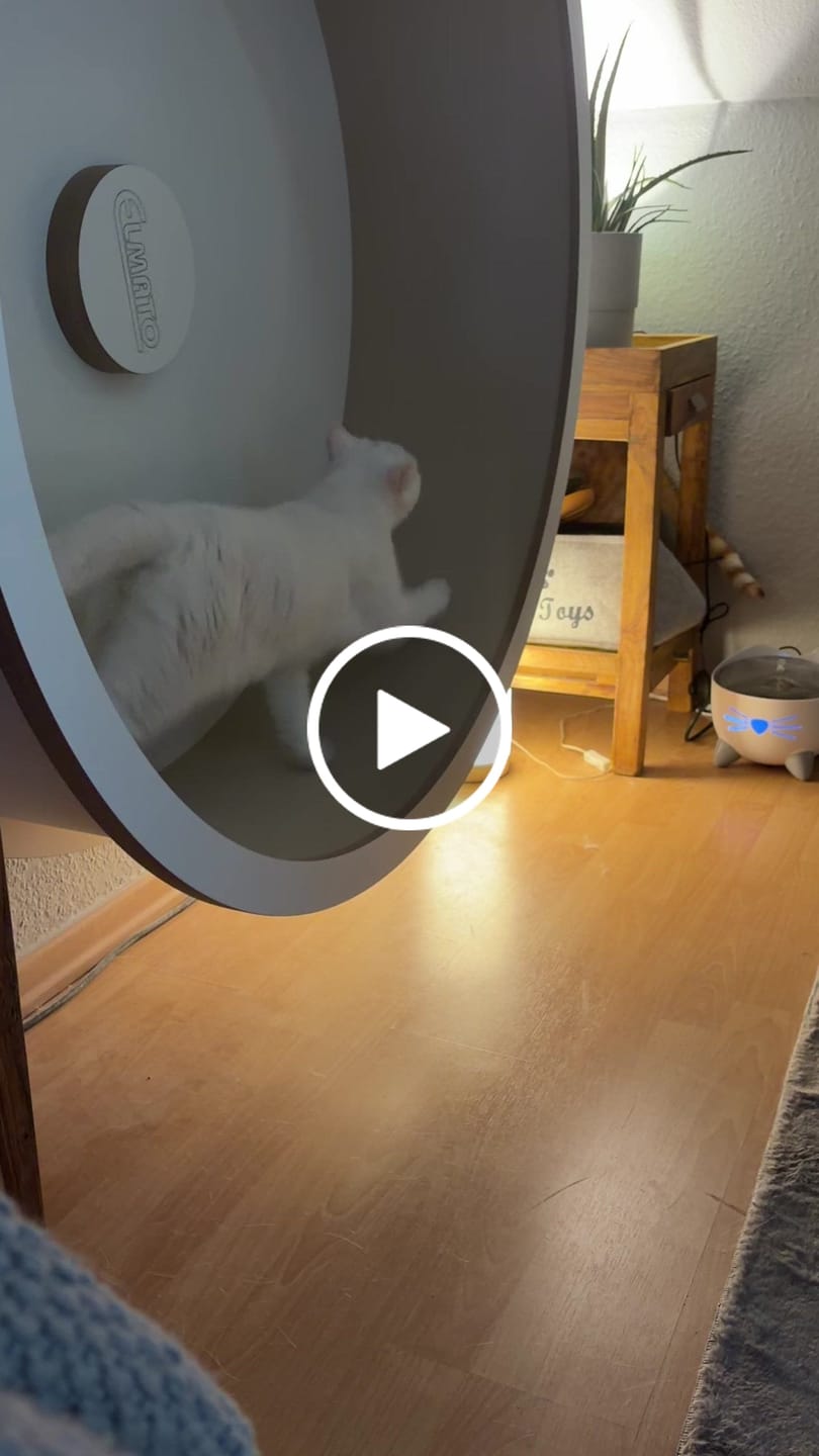 Customer video review of Elmato Katzenlaufrad Rocky Wandlaufrad