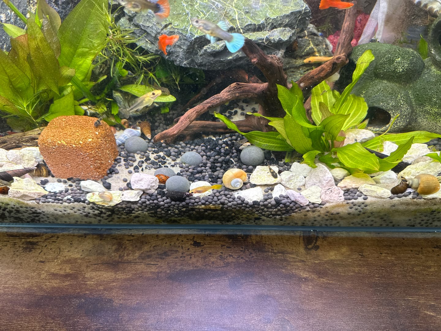 Customer photo review of Magenta Mystery Snail