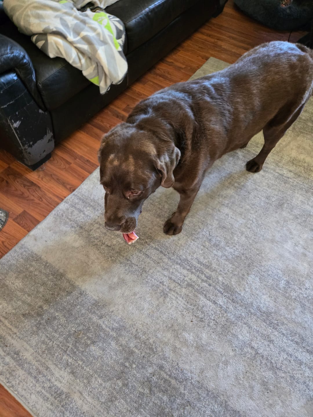 Customer photo review of 6 Inch Jumbo Bully Stick