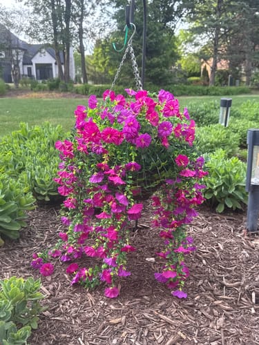 Reviewer's Outdoor Hanging Petunia Basket with vibrant purple flowers hanging in a garden.
