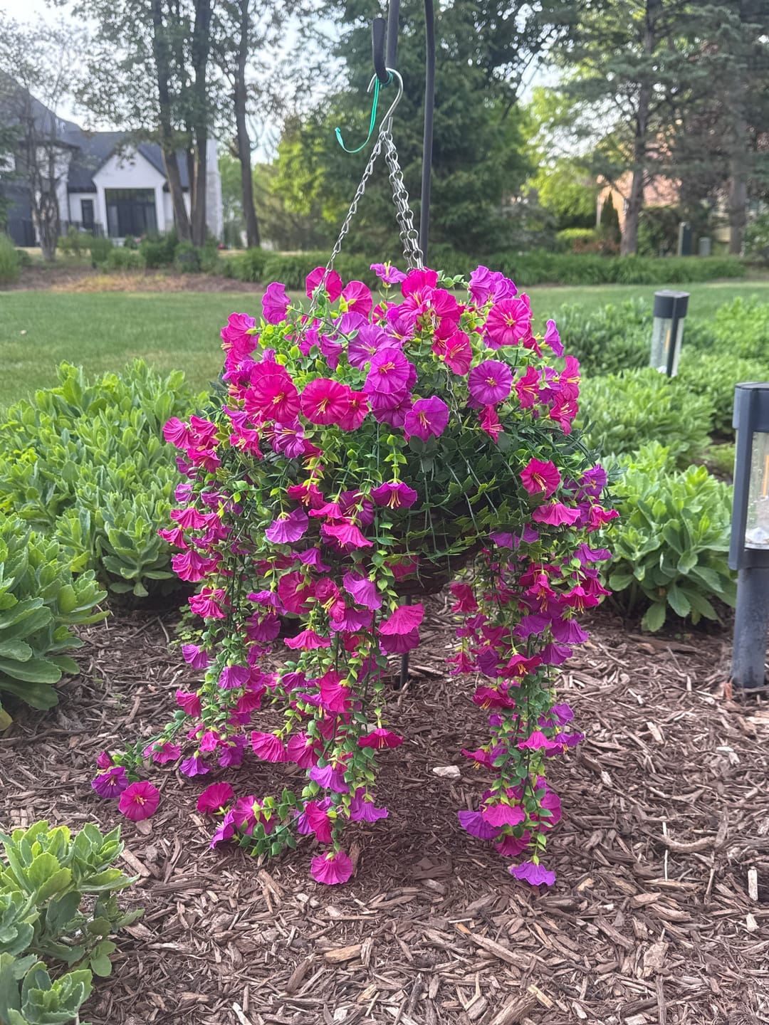 Customer photo review of Outdoor Hanging Petunia Basket - Purple