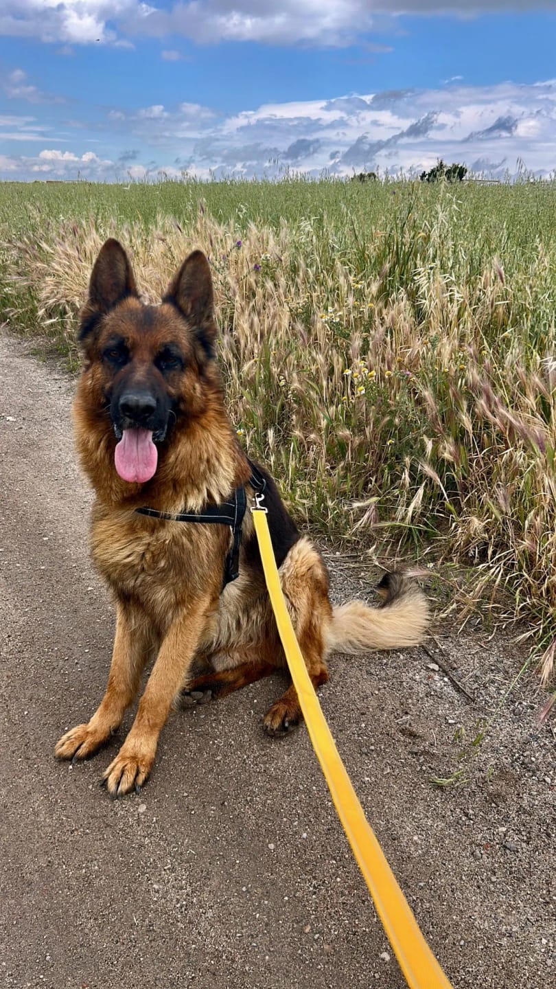 Customer photo review of Tactical No-Pull Dog Harness for Large Breed: Heavy-Duty Vest with Reflective Strip, Adjustable & Padded for Control and Pullers