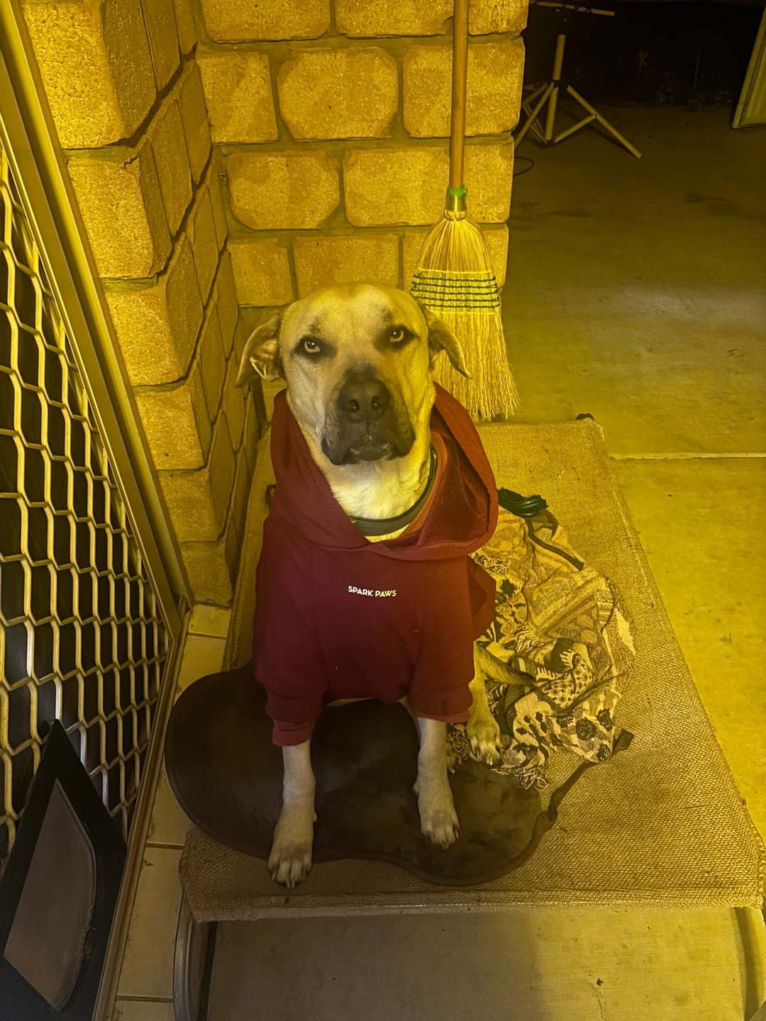 Customer photo review of Essential Dog Hoodies