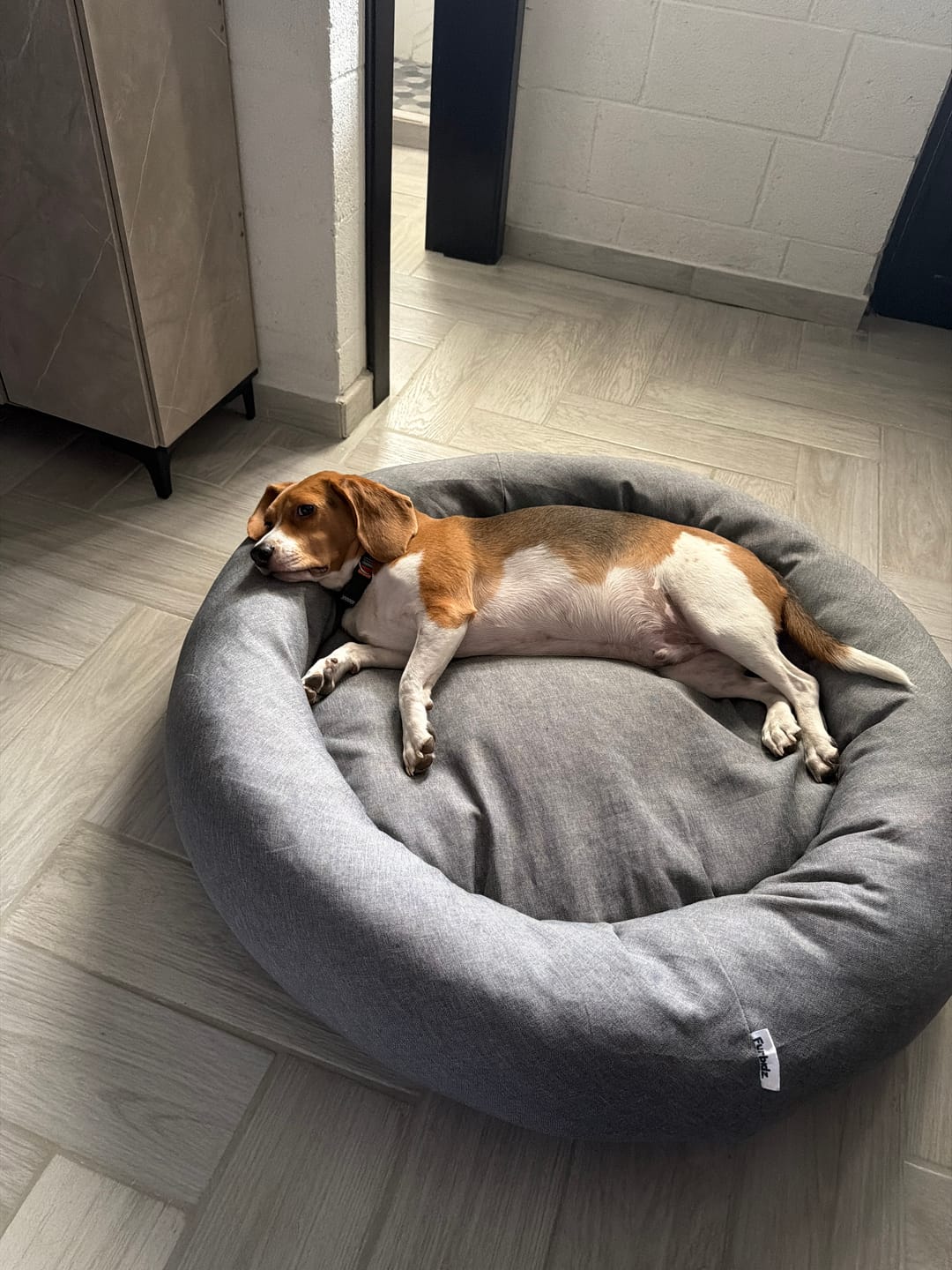 Customer photo review of Cama Antiestrés para Perros