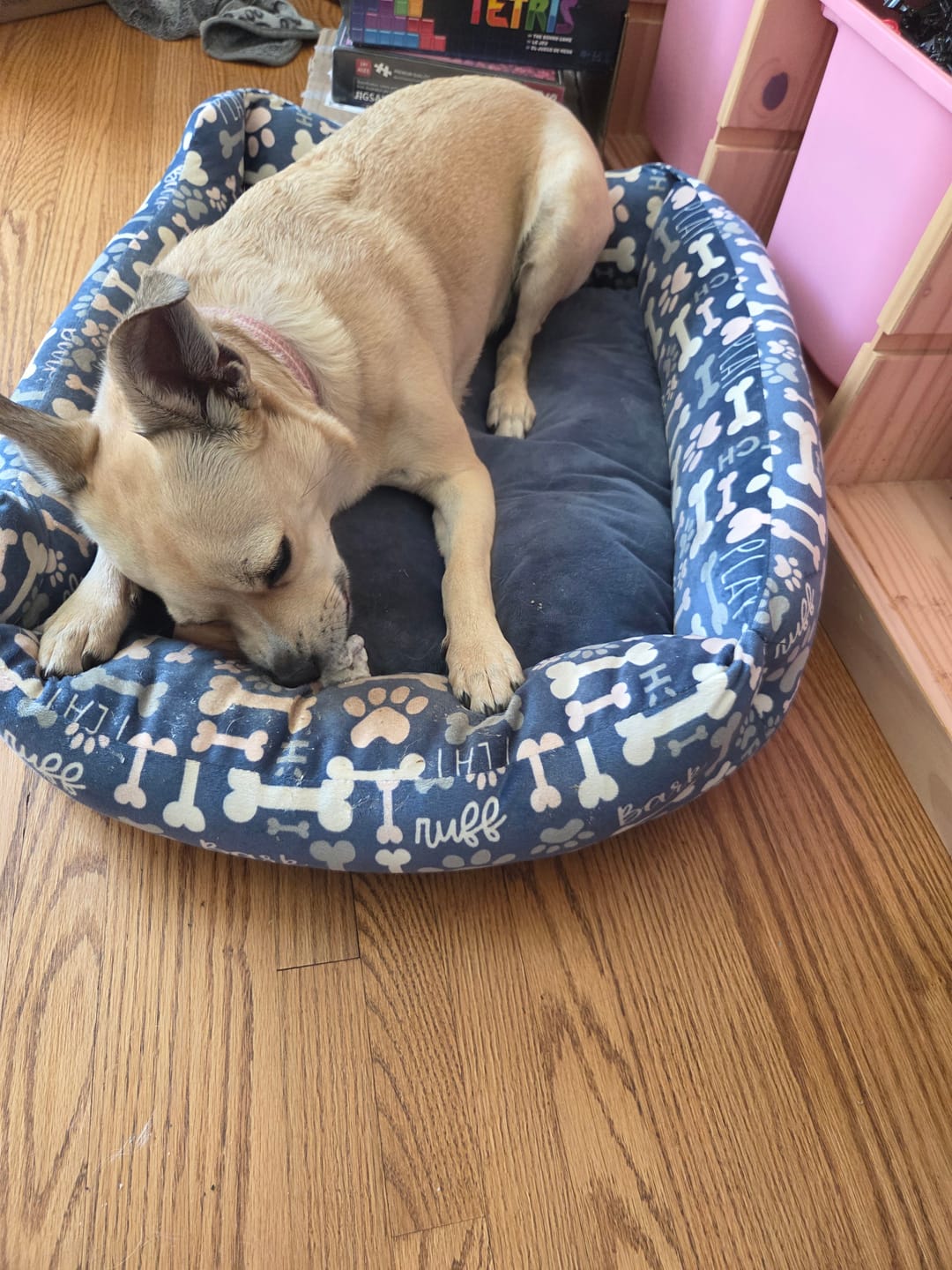 Customer photo review of 6 Inch Jumbo Braided Bully Stick