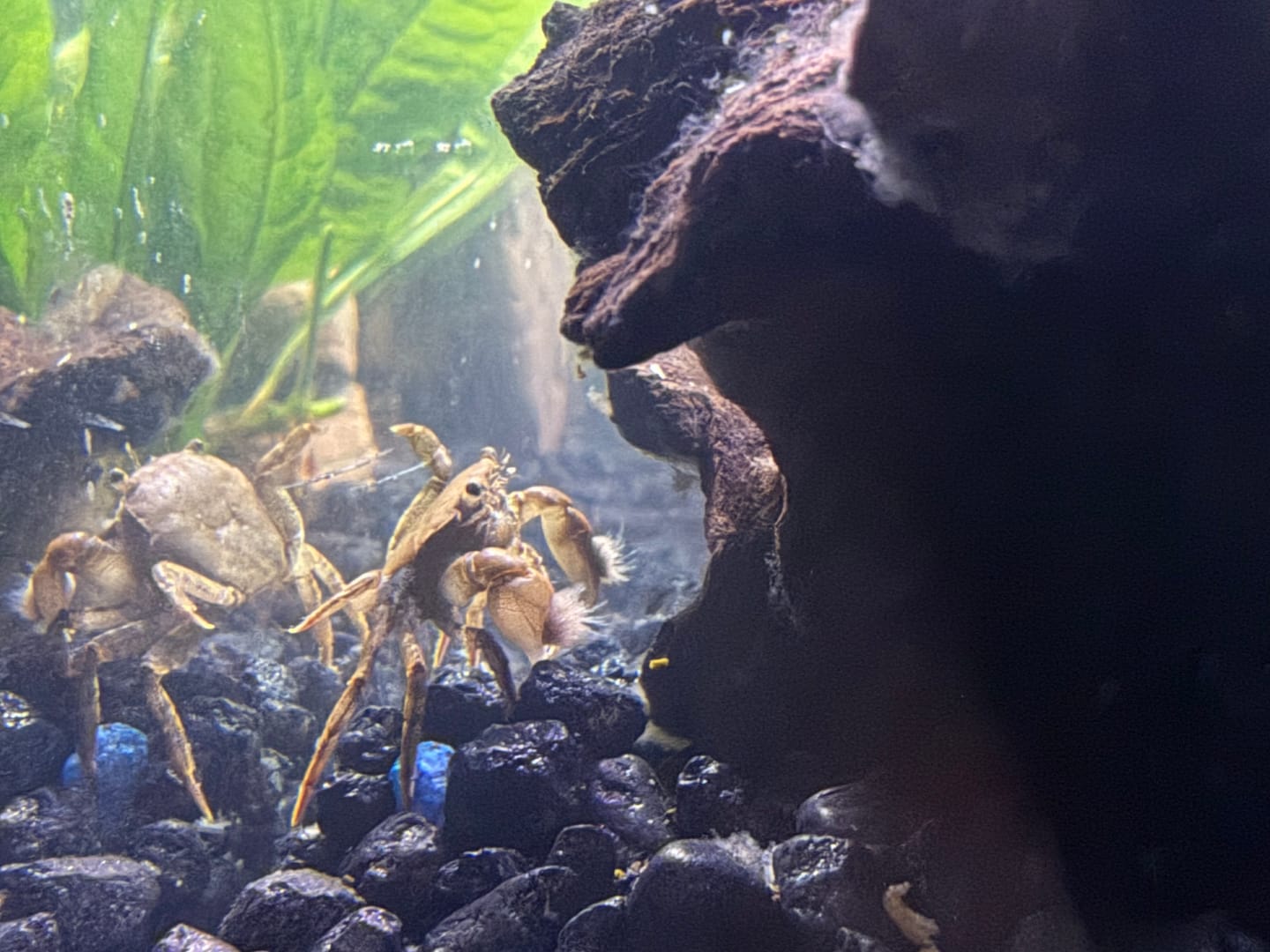 Customer photo review of Freshwater Pom Pom Crab (Ptychognathus barbatus)