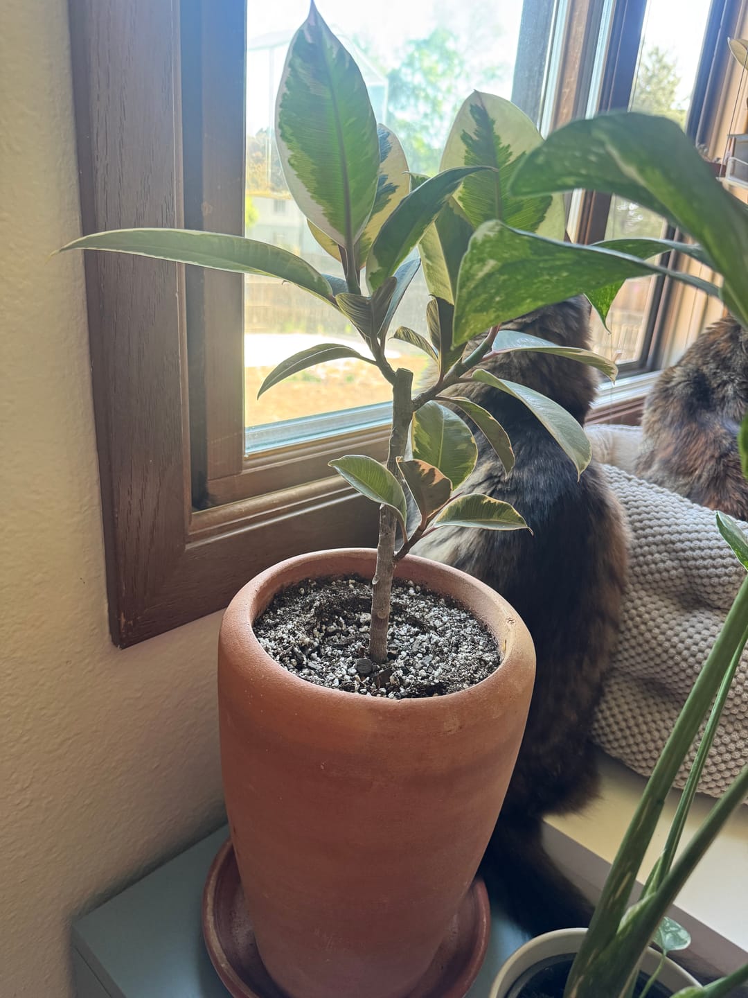 Customer photo review of Soil Refresh
