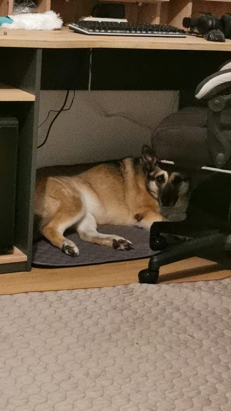 Customer photo review of TruePet Kühlmatte für Hunde & Katzen | Selbstkühlend ohne Strom | XS bis 2XL