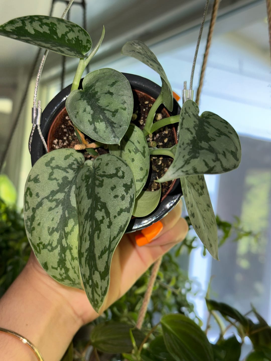 Customer photo review of Scindapsus pictus 'Silver Lady'