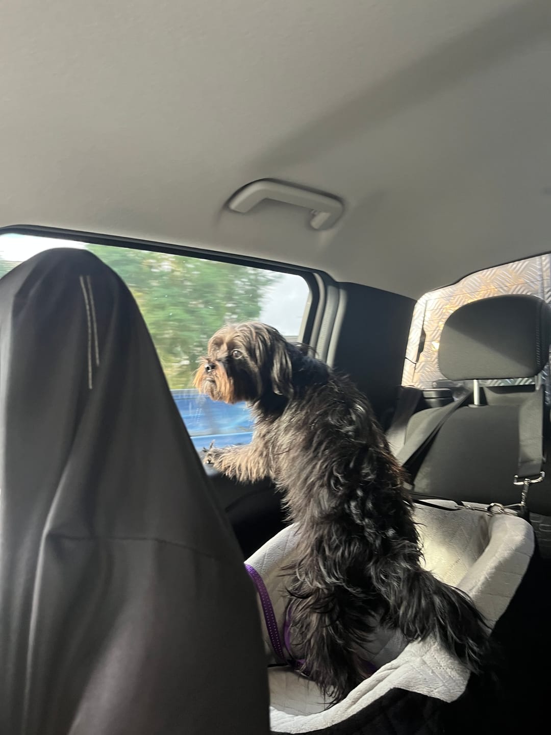 Customer photo review of Dog Car Booster Seat