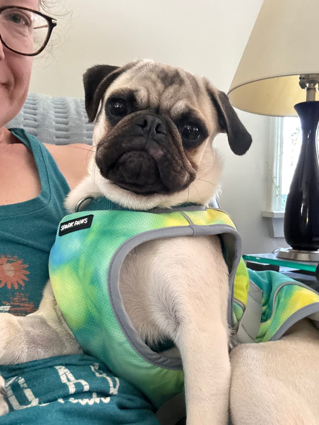 Customer photo review of Chilltech™ Dog Cooling Vests