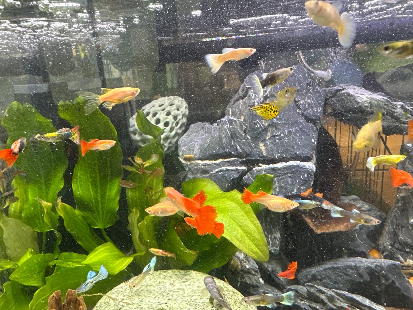Customer photo review of Full White Platinum Guppy Fish