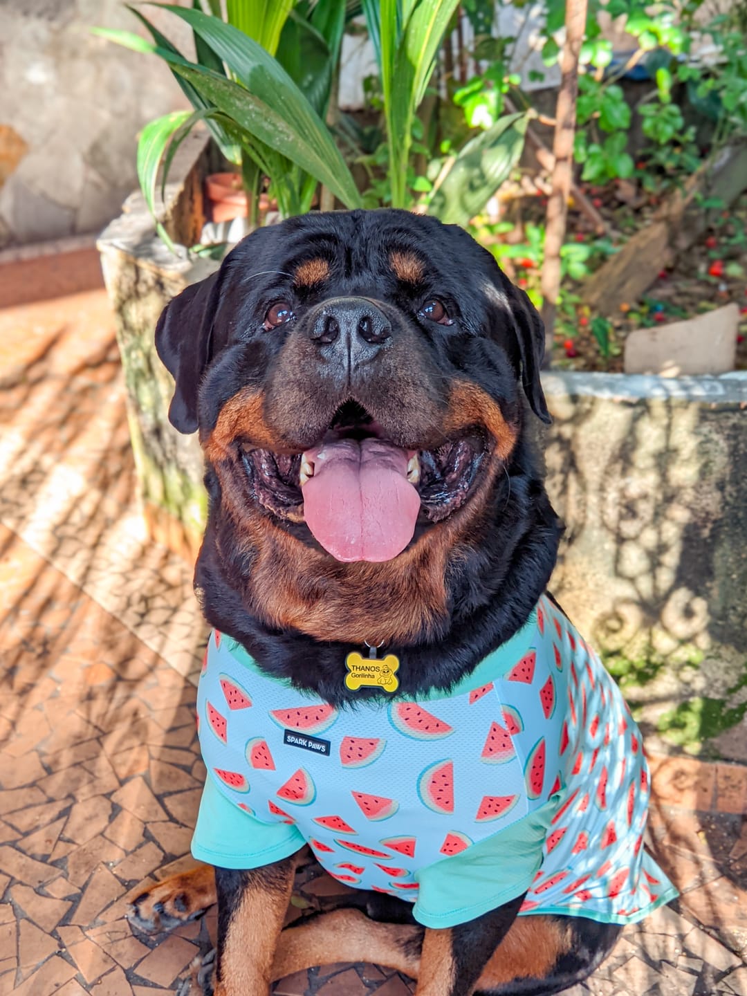Customer photo review of Sunblock Dog T-Shirt 2-pack
