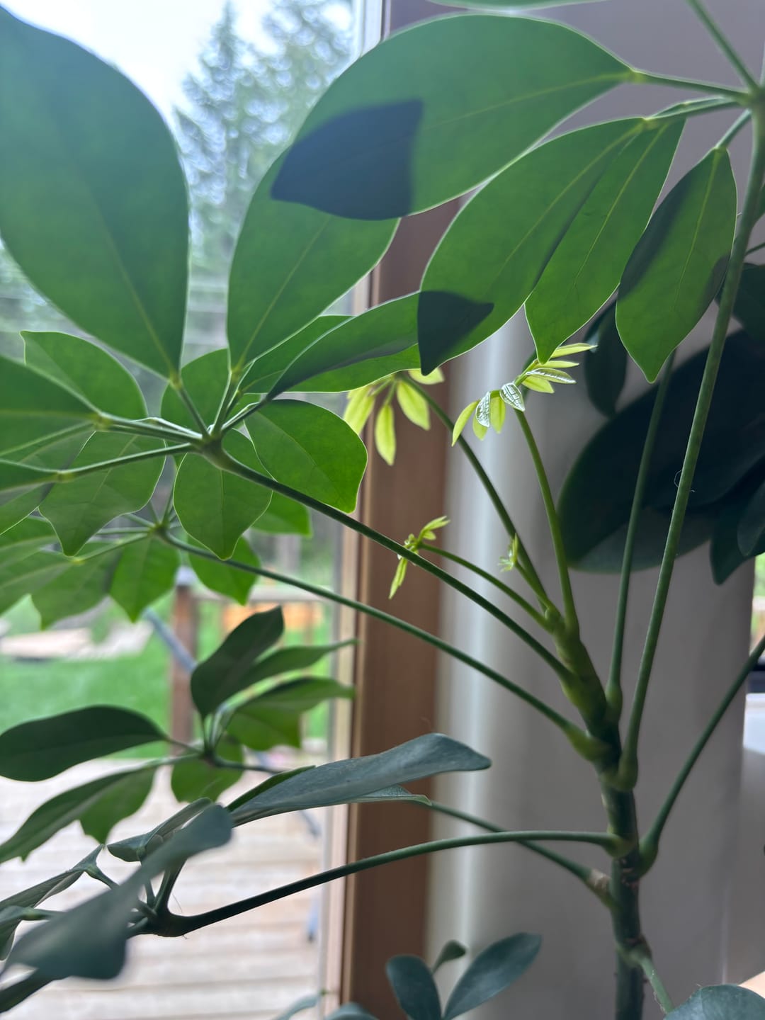 Customer photo review of Plant Food
