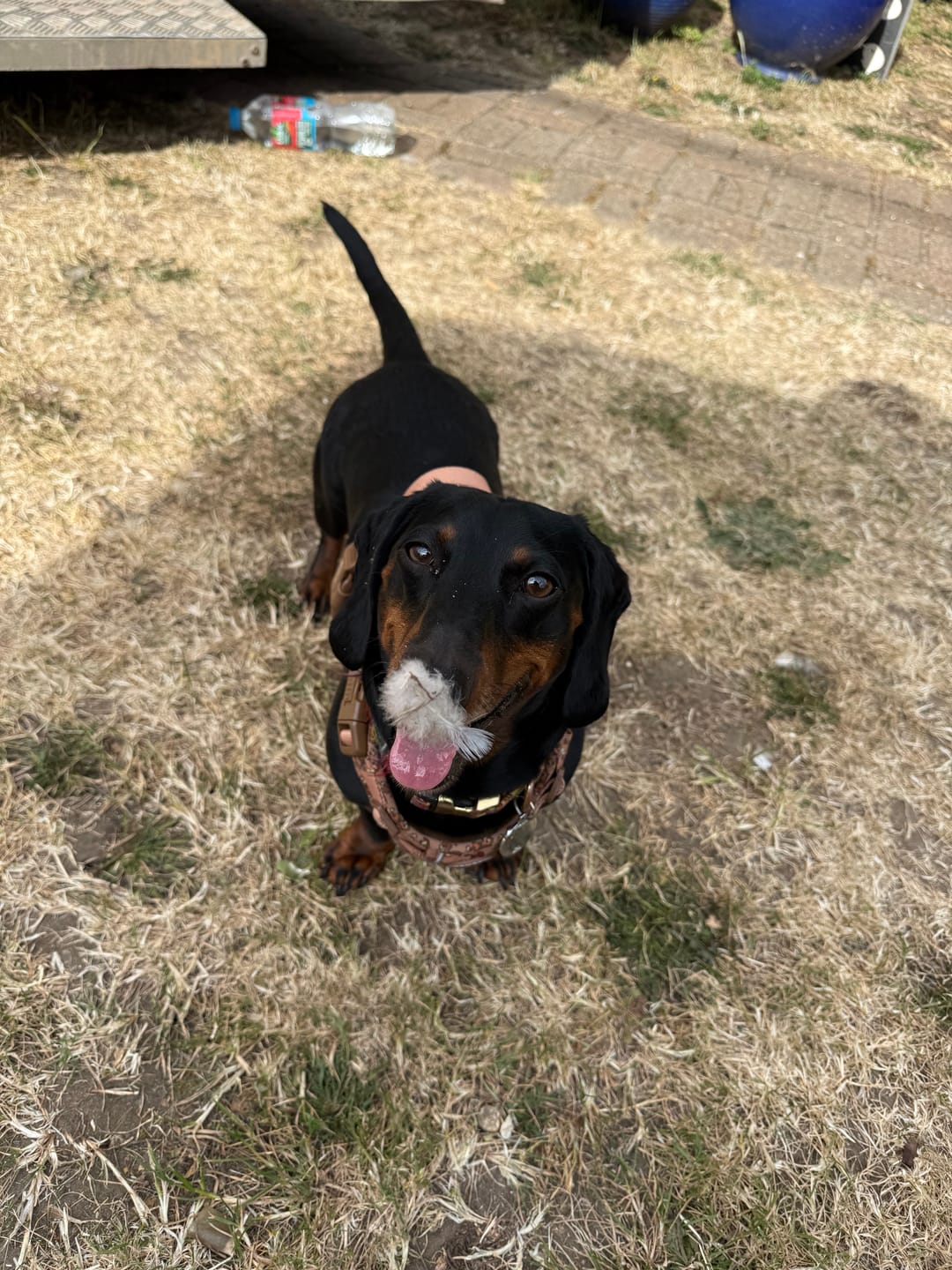 Customer photo review of Disney© Tough Trails™ Harness - Slinky