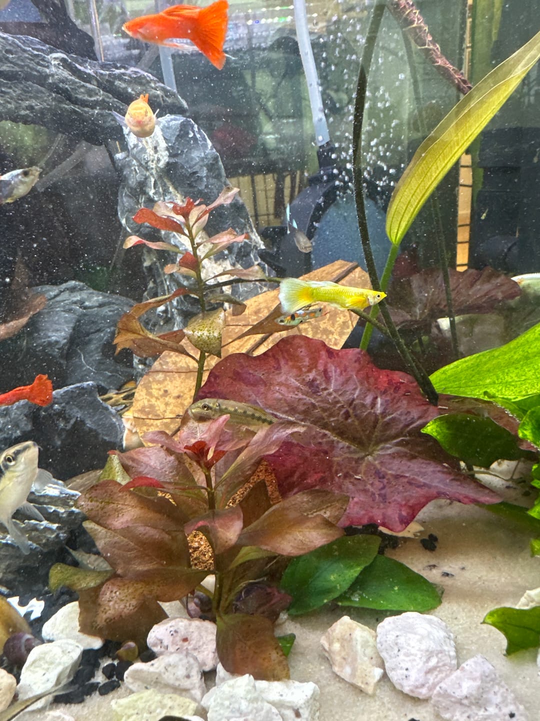 Customer photo review of Full Gold Guppy Fish