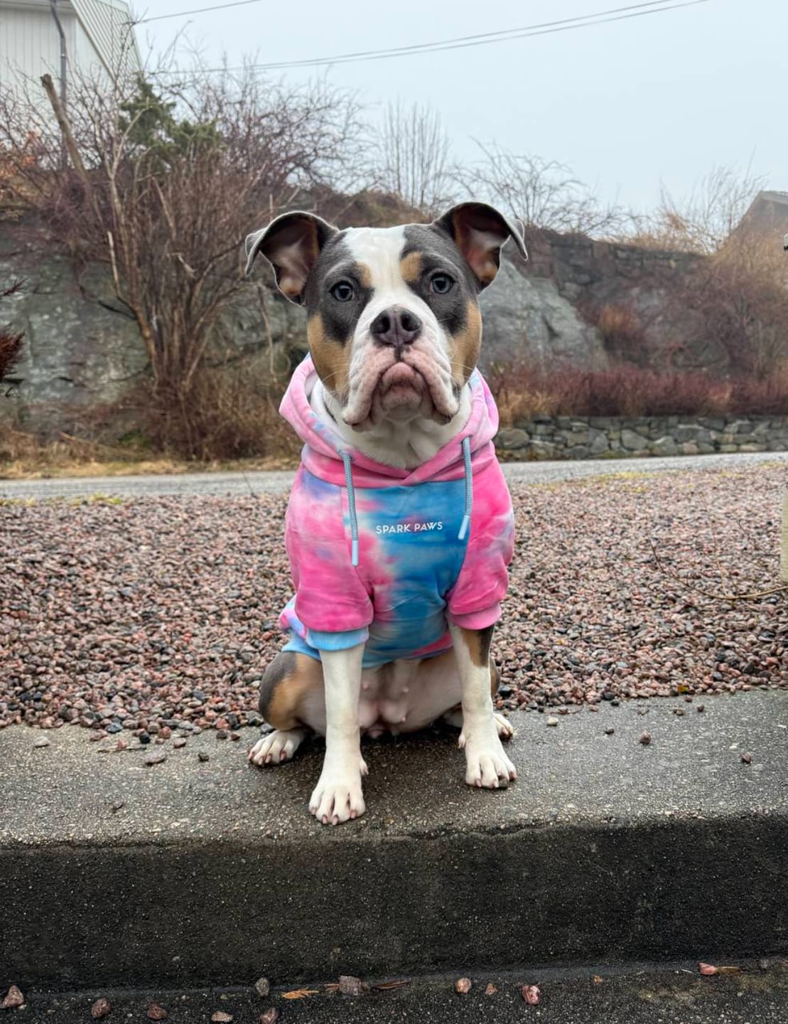 Customer photo review of Velvet Dog Hoodie - Snow Cone