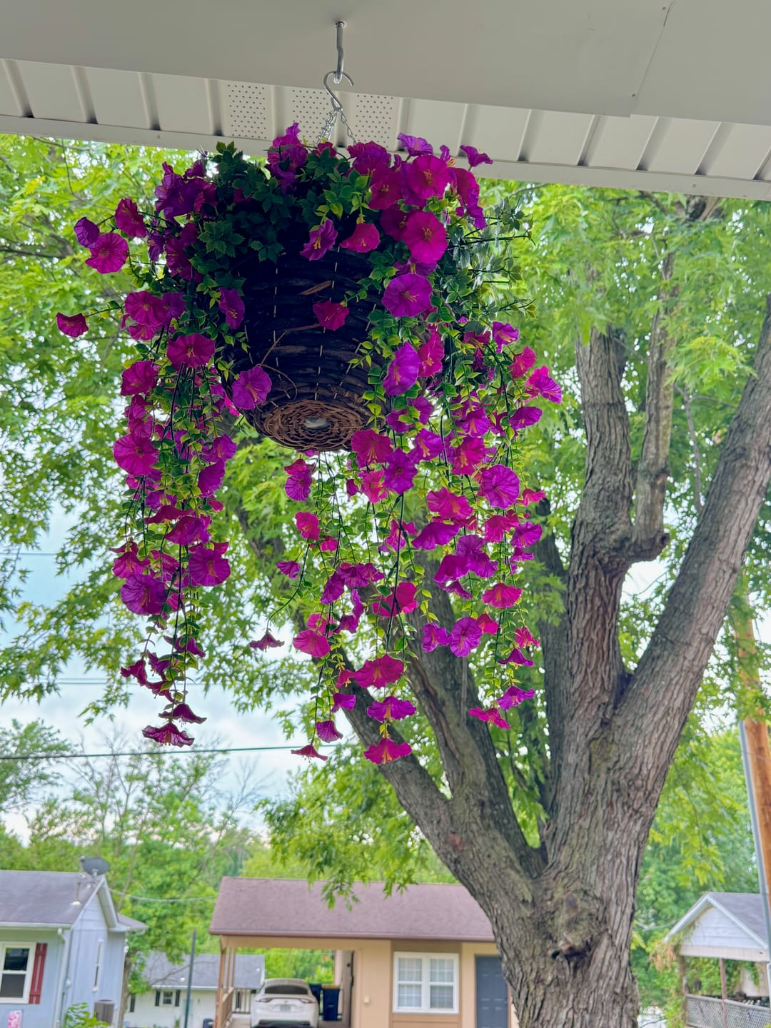 Customer photo review of Outdoor Hanging Petunia Basket - Purple