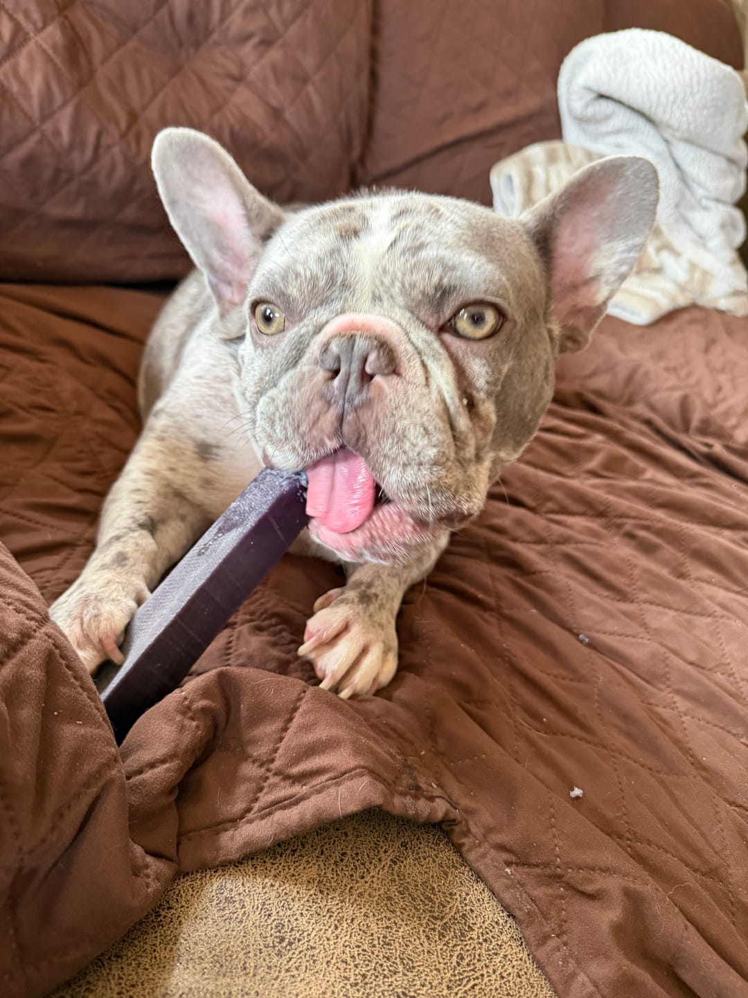 Customer photo review of Banana Yak Chews