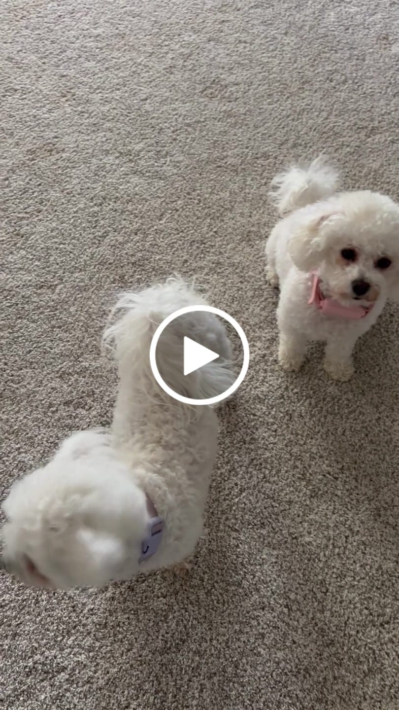 Customer video review of Long-Lasting Yak Chews — 6 Flavor Pack