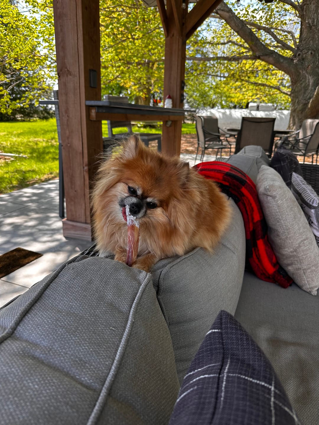 Customer photo review of 6 Inch Monster Bully Stick