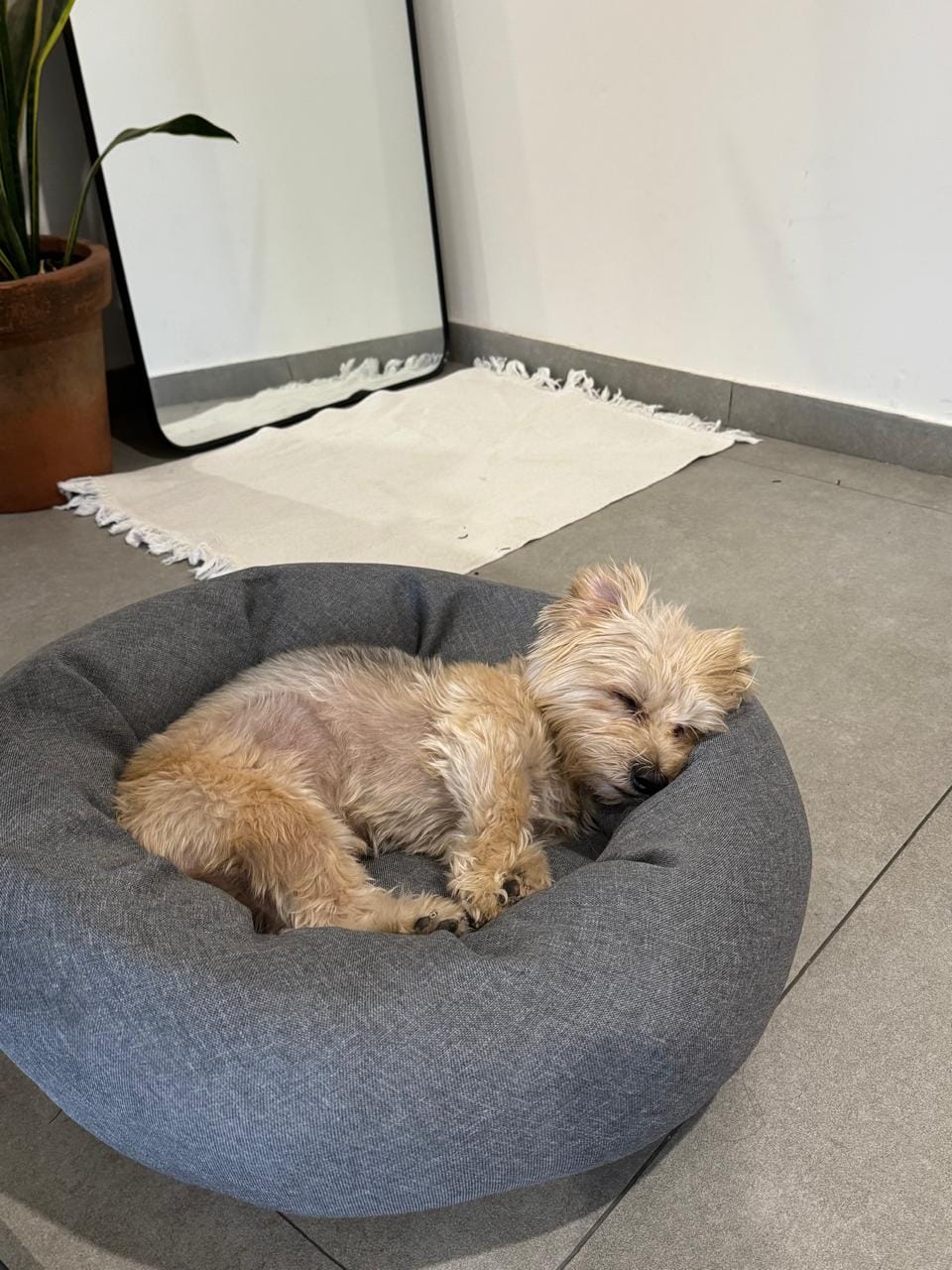 Customer photo review of Manta Relajante para Mascotas