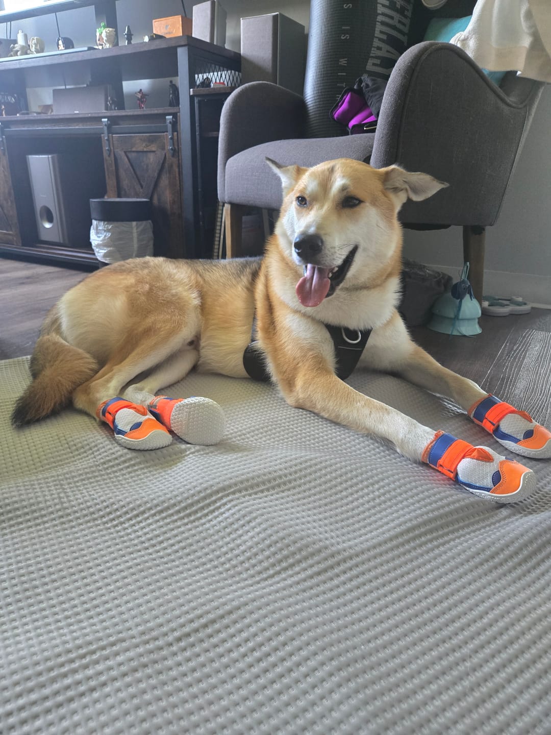 Customer photo review of Hot Pavement Pawtector Dog Shoes - Orange Blue