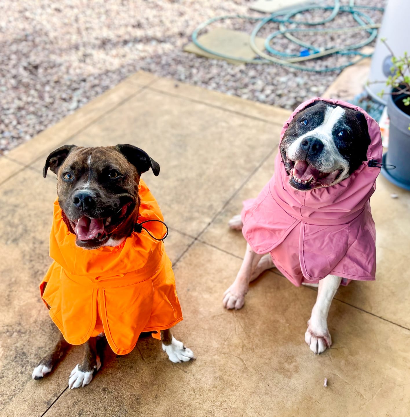 Customer photo review of Breatheshield™ Dog Raincoat - Neon Orange