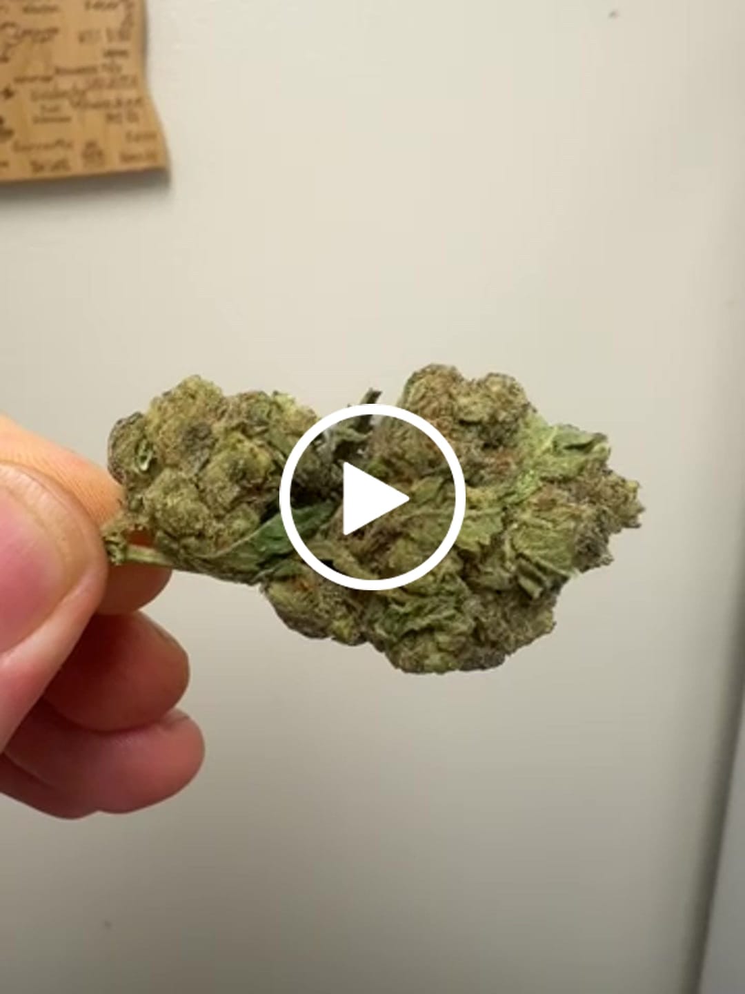 Customer video review of Horchata Gas - Bulk - Hybrid