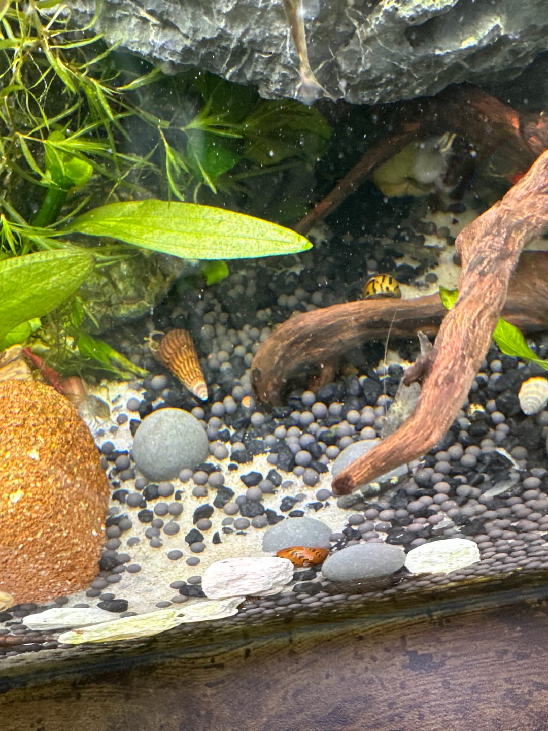 Customer photo review of Nerite Snail Bundle | Saving Pack