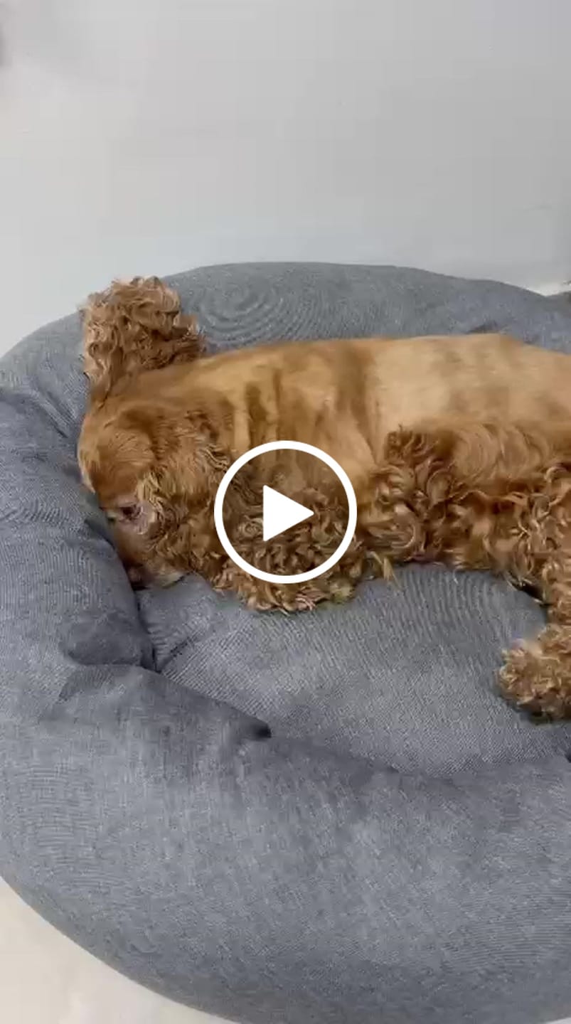 Customer video review of Funda Lino para Cama Antiestrés para Perros