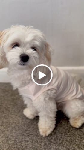 Customer video review of Hazelnut Stripe | Summer Breeze Cooling Vest