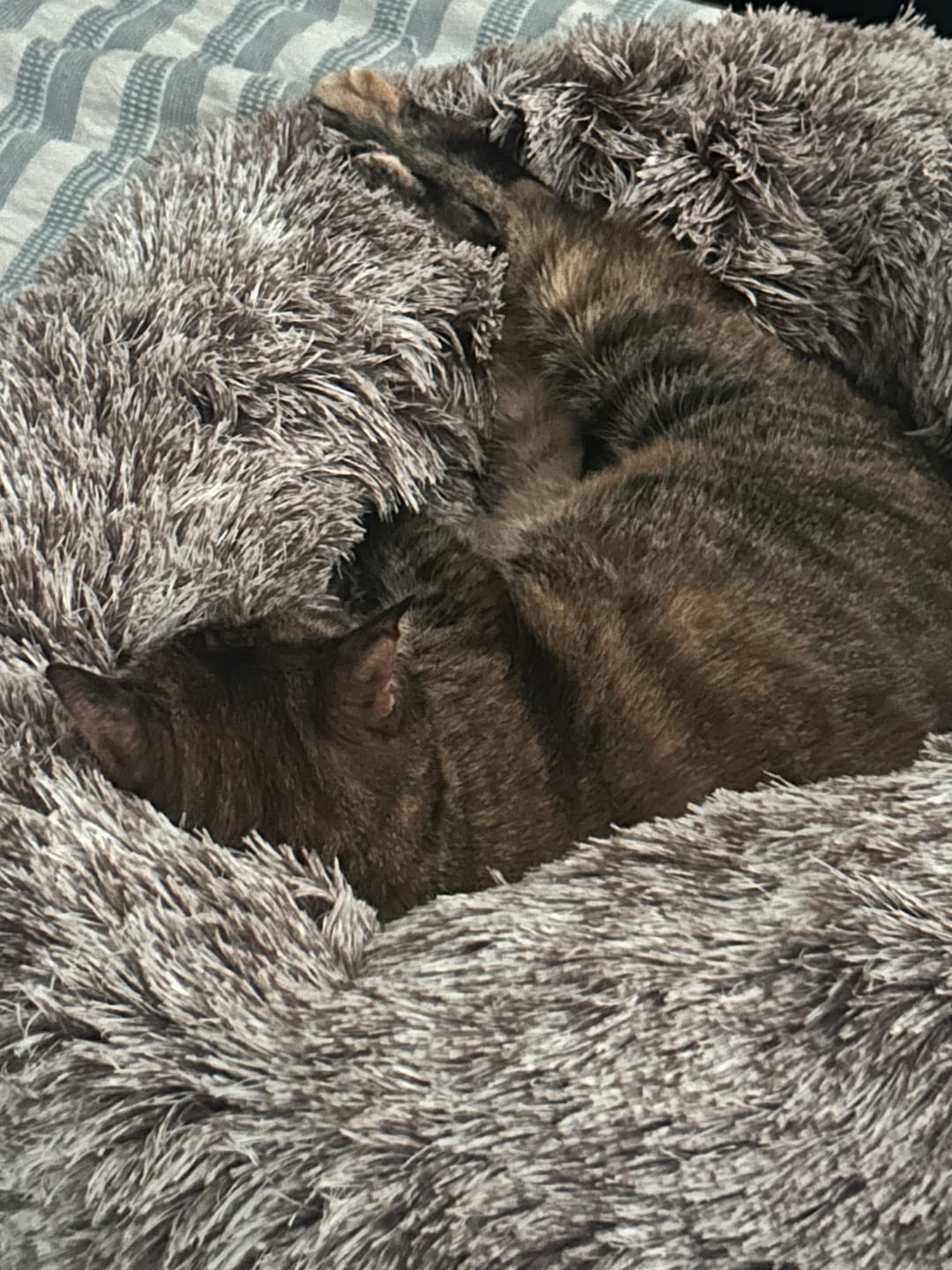 Customer photo review of Calming Pet Bed with Removable Cover