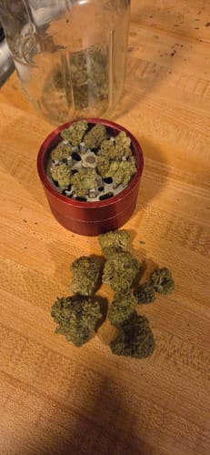 Customer photo review of Sour Tangie THCA Flower