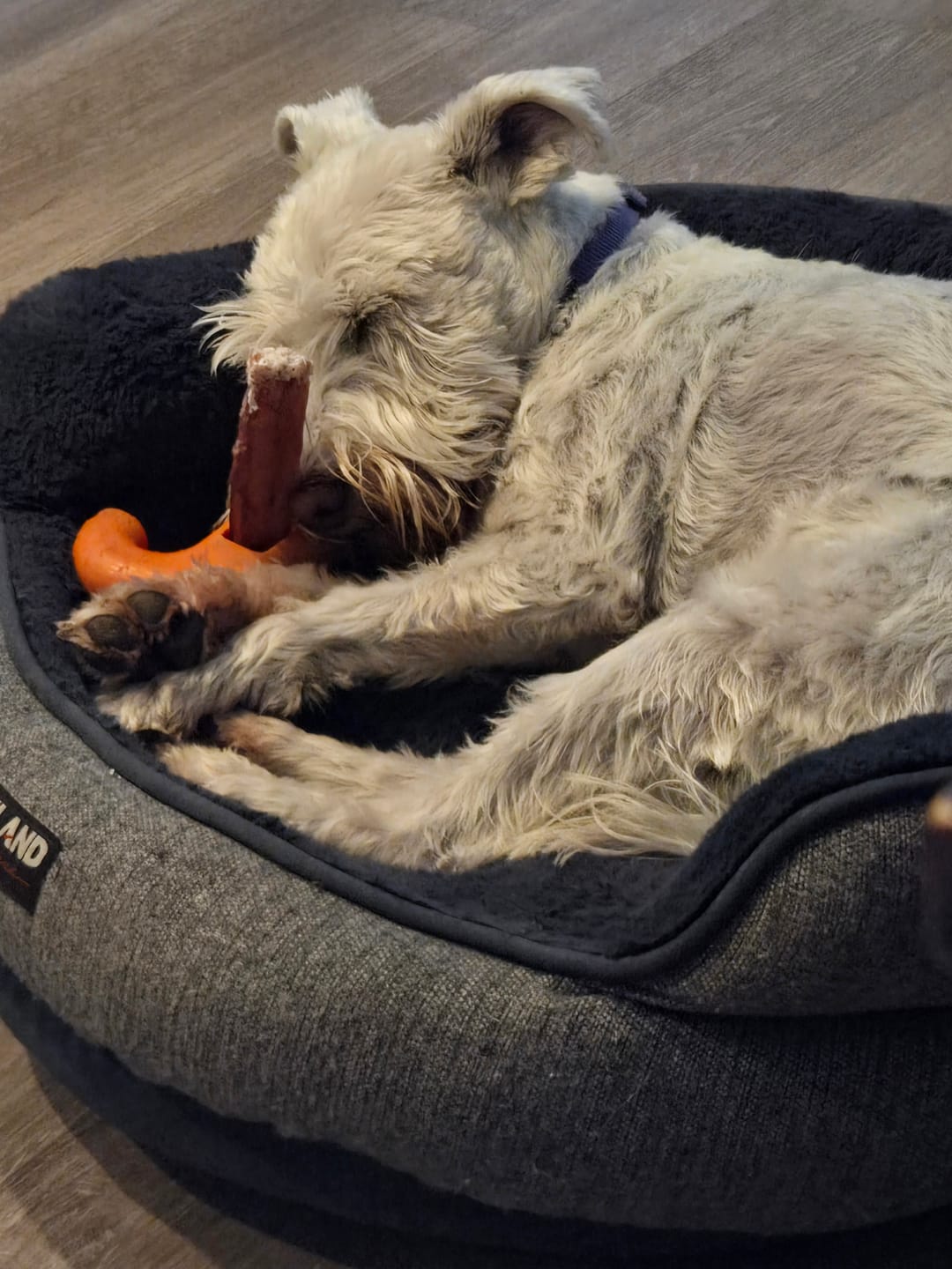 Customer photo review of 12 Inch Thick Bully Stick