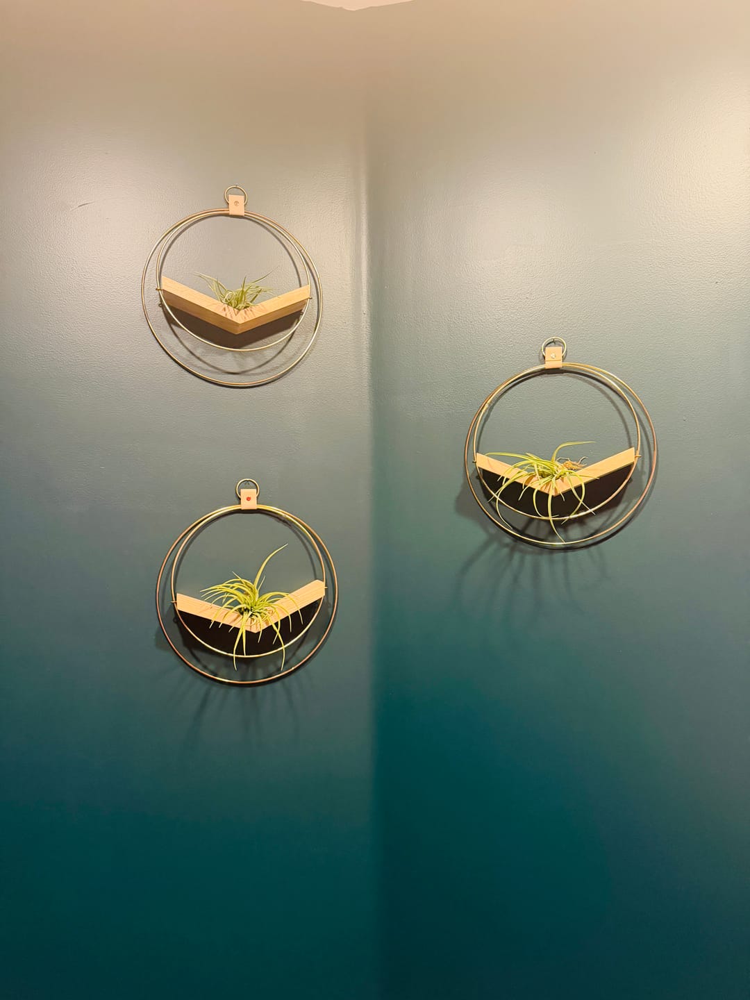 Customer photo review of Air Plant V-Hanger Trio